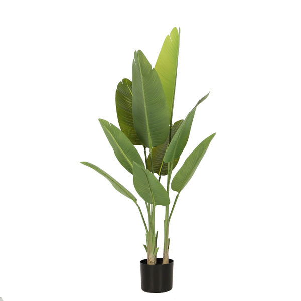BIRD OF PARADISE PLANT SMALL