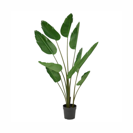 BIRD OF PARADISE PLANT L