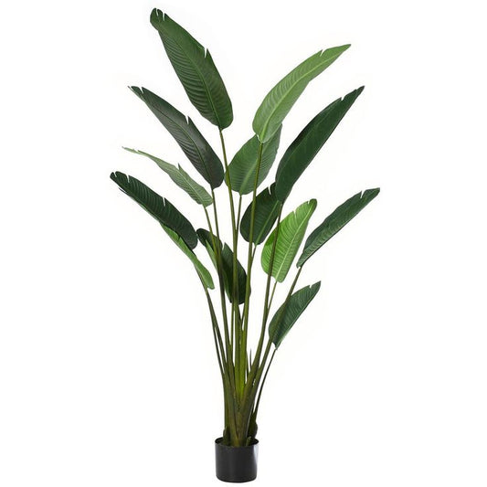 BIRD OF PARADISE PLANT XL